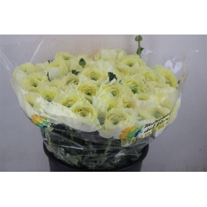 Ran Cloni Sup Cream Succes