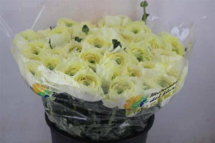 <h4>Ran Cloni Sup Cream Succes</h4>