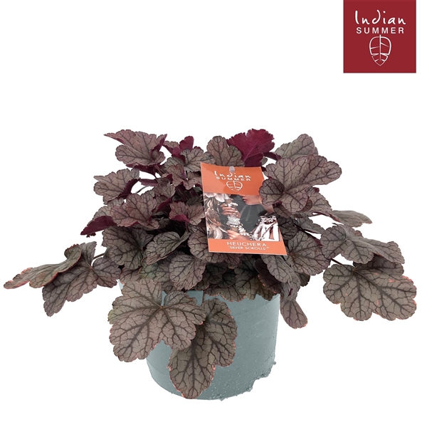 <h4>Heuchera 'Indian Summer' Silver</h4>