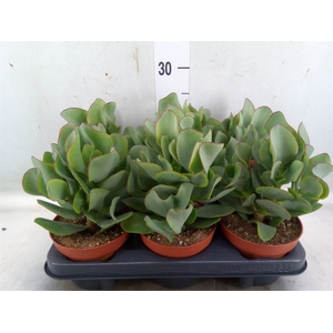 Crassula arborescens subsp. undilat