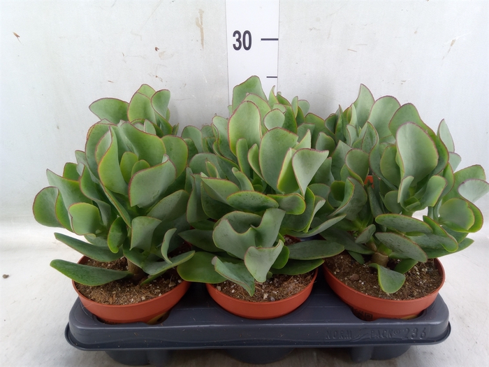 <h4>Crassula arborescens subsp. undilat</h4>