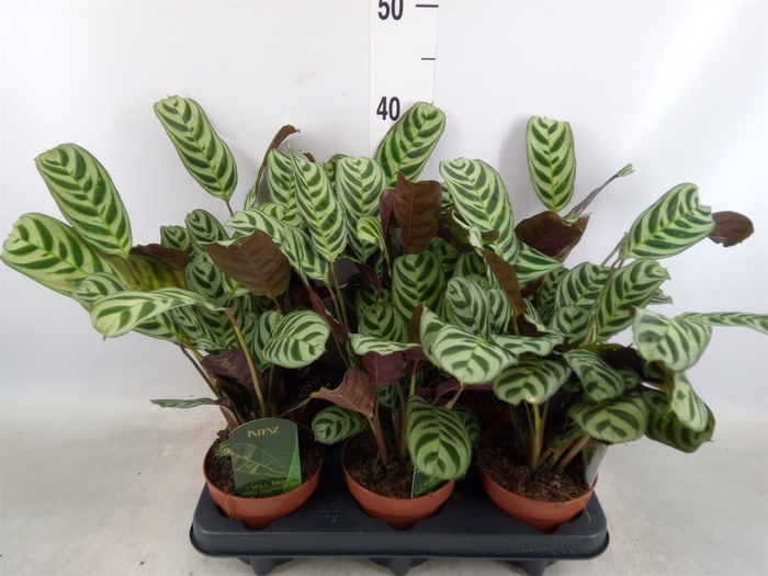 <h4>Ctenanthe burle-marxii</h4>