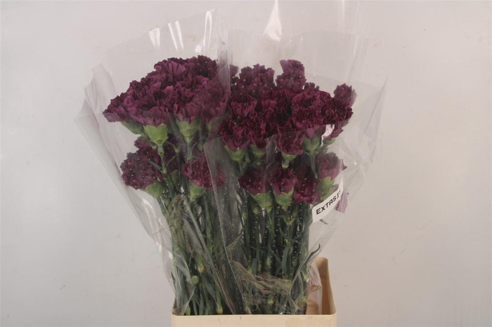 <h4>Di St Extasis</h4>