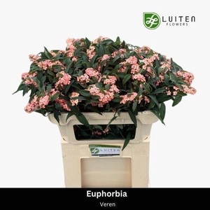 EUPHORBIA FULG. 'PINK BARON'
