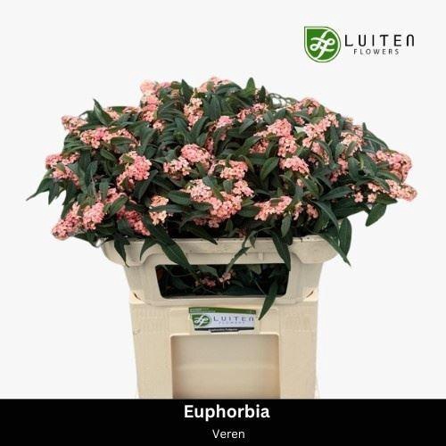 <h4>EUPHORBIA FULG. 'PINK BARON'</h4>