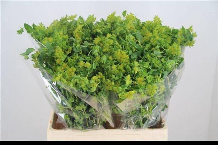 <h4>Bupleurum Rotundifol Sawa</h4>