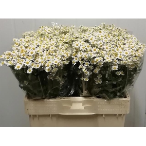 TANA PA SINGLE VEGMO