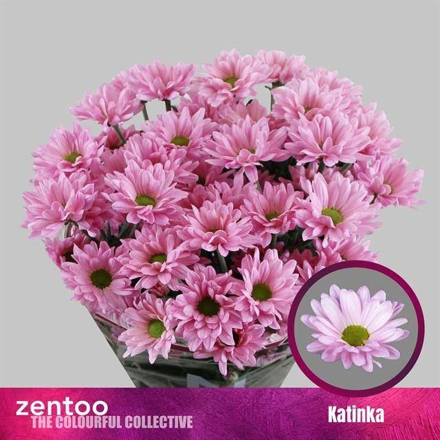 <h4>CHRYSANTHEMUM TR 'KATINKA'</h4>