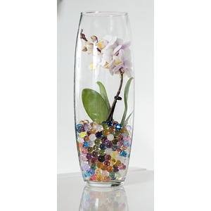 PHALAENOPSIS-HYBRID p6 glas