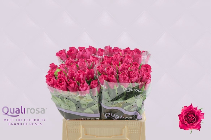 <h4>Rosa a grande fleur Madam Cerise</h4>