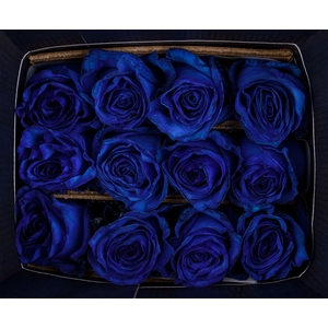 R GR MONDIAL BLUE TINTED EQ