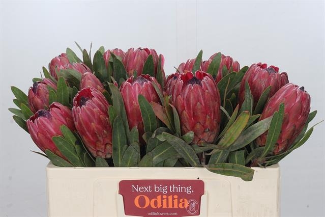 <h4>PROTEA RED ICE</h4>