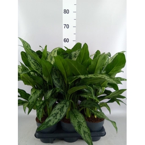 Aglaonema   ...