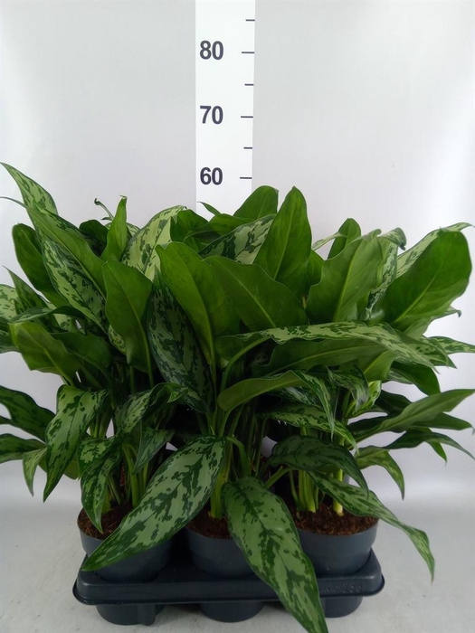 <h4>Aglaonema   ...</h4>