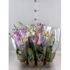 Phalaenopsis   ...mix
