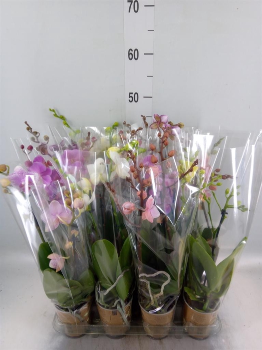 <h4>Phalaenopsis   ...mix</h4>