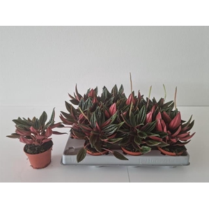 Peperomia Caperata 6Ø 10cm