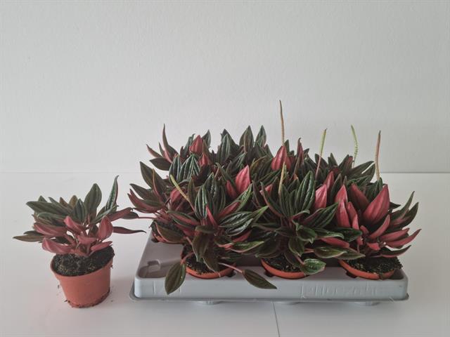 Peperomia Caperata 6Ø 10cm