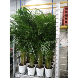 Dypsis lutescens   ...Chrysalidoca