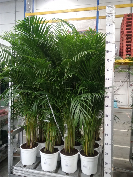 <h4>Dypsis lutescens   ...Chrysalidoca</h4>