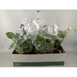 Scindapsus pictus 'Silvery Ann'