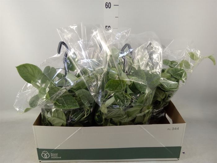 <h4>Scindapsus pictus 'Silvery Ann'</h4>
