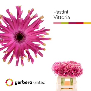 Gerbera Pastini Vittoria Water x40