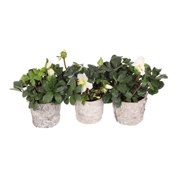 <h4>Helleborus niger 'Christmas Carol'</h4>
