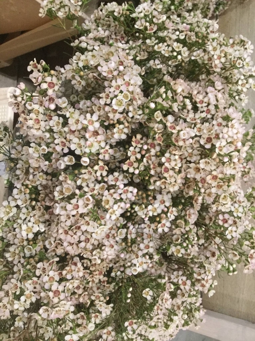 CHAME UN JUPITE MOON ANGEBOT