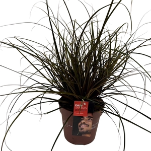 Uncinia unciniata Rubra