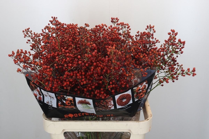 <h4>ROSA AUT ROSEFRUITS</h4>