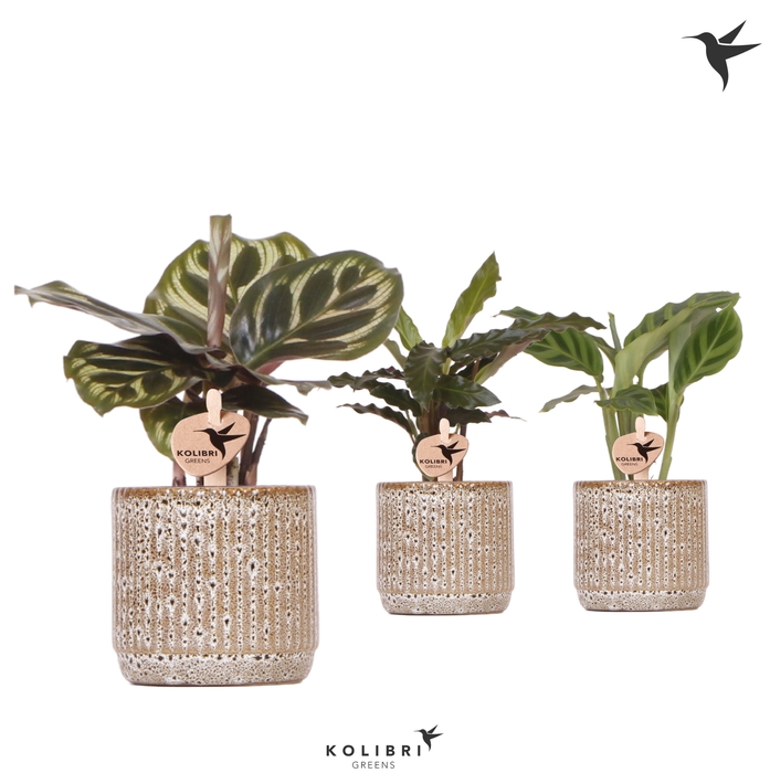 <h4>Calathea Gemengd Keramiek Jaquar</h4>