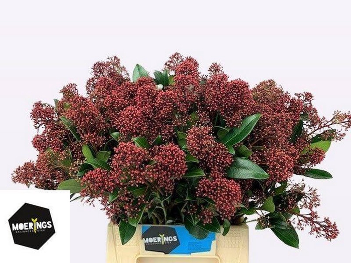 <h4>Skimmia Rubella Moerings</h4>