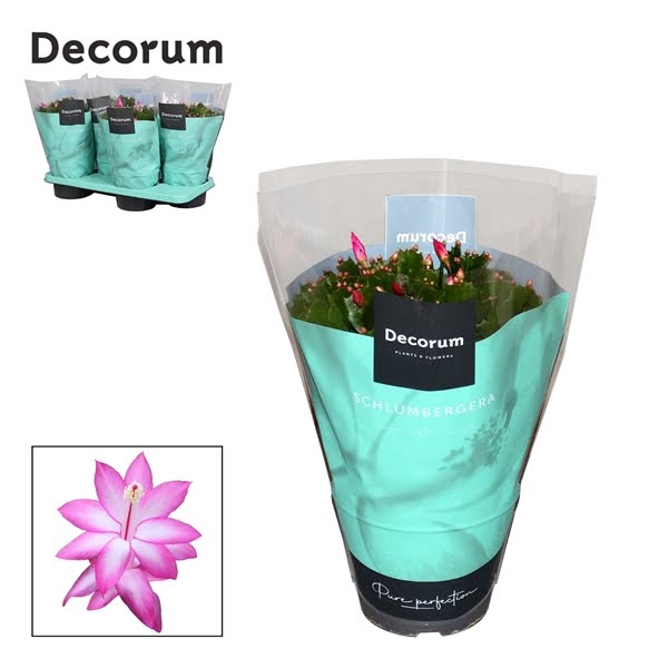 <h4>Schlumbergera Purple</h4>