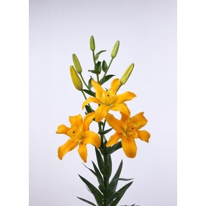LI LA SPRING Flexline