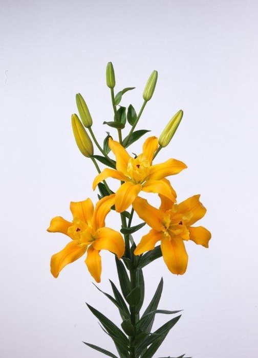<h4>LI LA SPRING Flexline</h4>