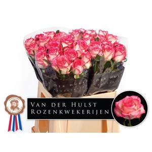 R Gr Jumilia Dutch Hulst