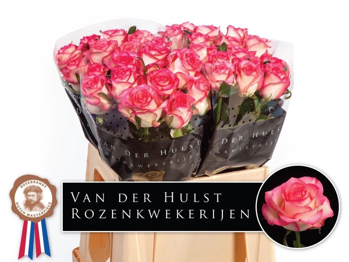 <h4>R Gr Jumilia Dutch Hulst</h4>