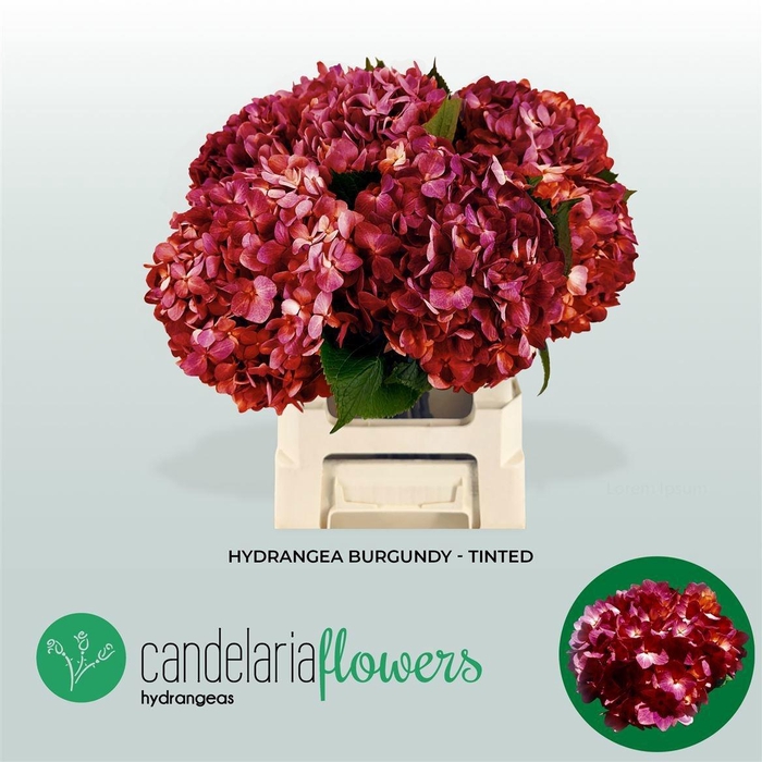 <h4>HYDR OV KLB H%</h4>