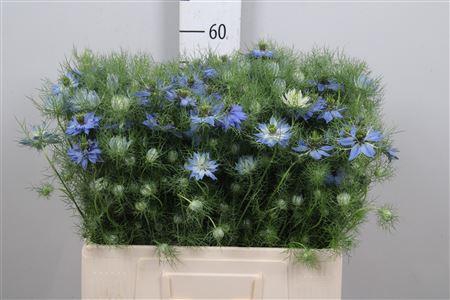 <h4>Nige D Deep Sea Blue</h4>