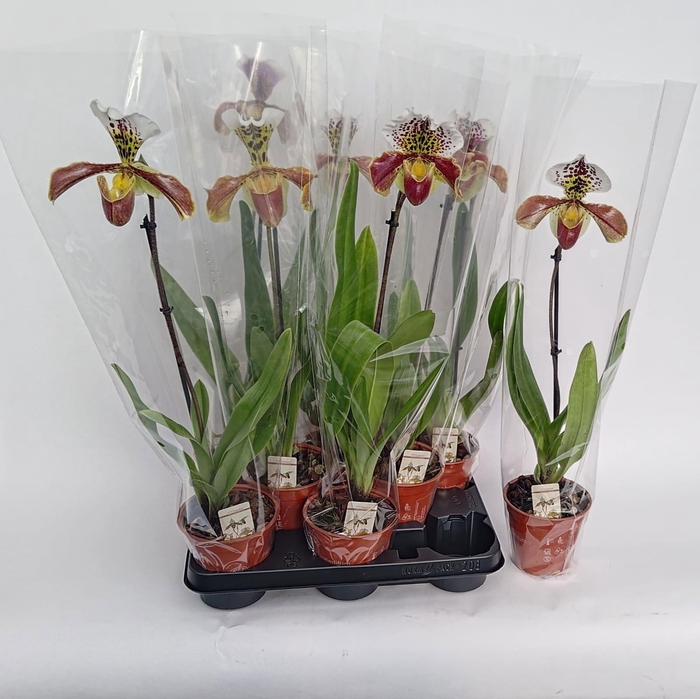 <h4>PAPH AMERIKA HYB GEM</h4>