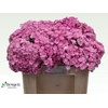 Hydrangea beautensia luxor