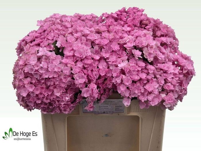 Hydrangea beautensia luxor