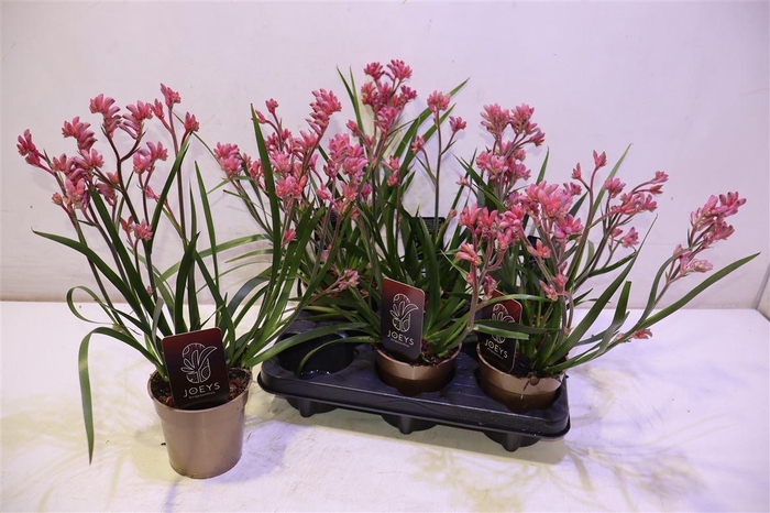 <h4>Anigo Ov Pink</h4>