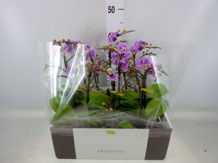 <h4>Phalaenopsis multi. 'Violet Queen'</h4>