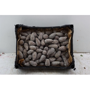 Wax Pinea Gl Mini Naturel X125
