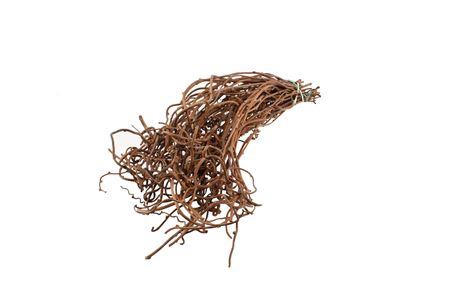 <h4>Salix babylonica 'Tortuosa'</h4>