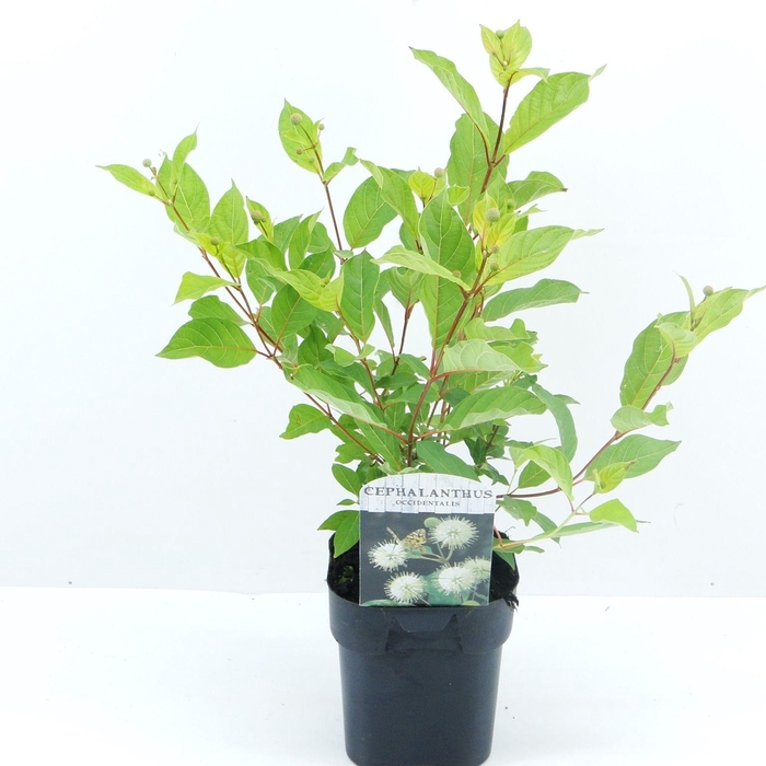 <h4>Cephalanthus occidentalis</h4>