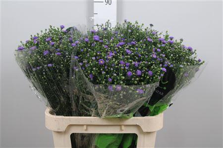 <h4>Ast Teeny Tiny Blue</h4>