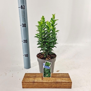 Euonymus jap. 'Microphyllus'